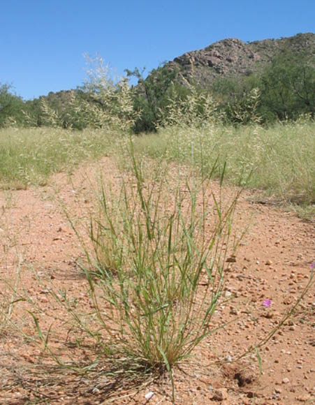  Eragrostis lehmanniana